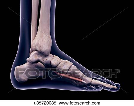 Stock Photography - Foot muscle, illustration. Fotosearch