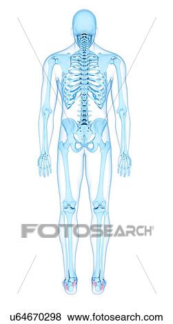 Stock Photo - Foot muscles, illustration. Fotosearch