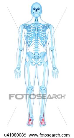Foot muscles, illustration View Large Photo Image Stock Photography - Foot muscles, illustration. Fotosearch