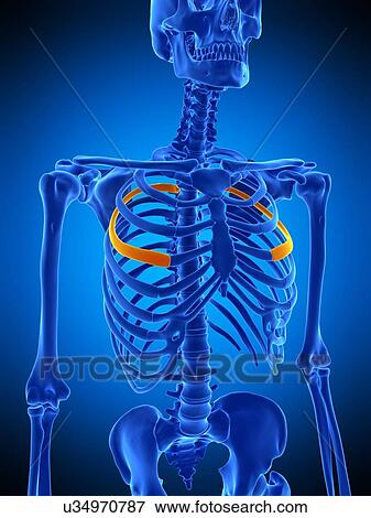 Stock Photo - Fourth rib, illustration. Fotosearch