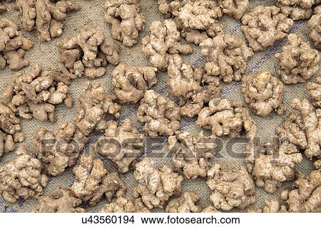 Picture - Fresh ginger in market. Fotosearch