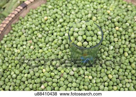 Fresh peas in market View Large Photo Image Stock Photo - Fresh peas in market. Fotosearch