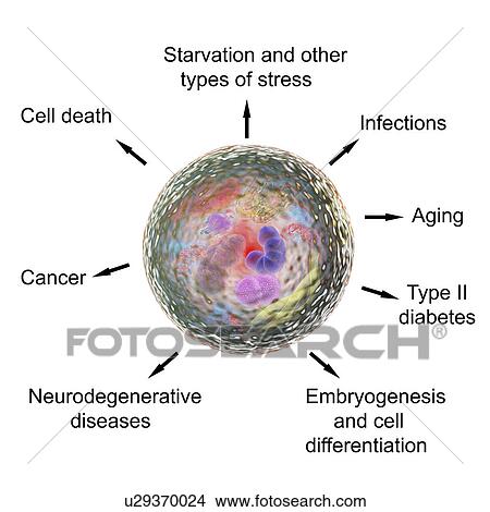Picture - Functions of autophagy, illustration. Fotosearch