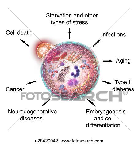 Stock Image - Functions of autophagy, illustration. Fotosearch