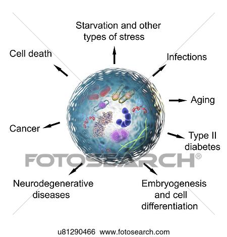 Stock Photograph - Functions of autophagy, illustration. Fotosearch