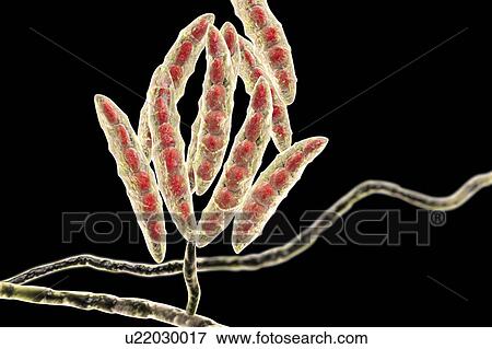Stock Photo - Fusarium fungus conidia, illustration. Fotosearch