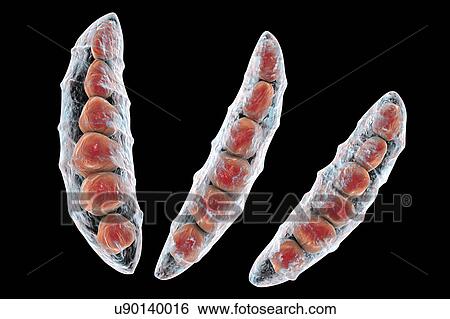 Stock Photograph - Fusarium fungus conidia, illustration. Fotosearch