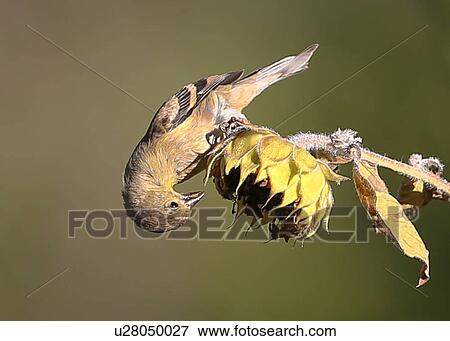 Gold Finch View Large Photo Image Stock Photo - Gold Finch. Fotosearch