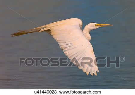 Stock Photo - Great Egret. Fotosearch