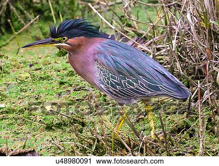 Stock Image - Green Heron. Fotosearch