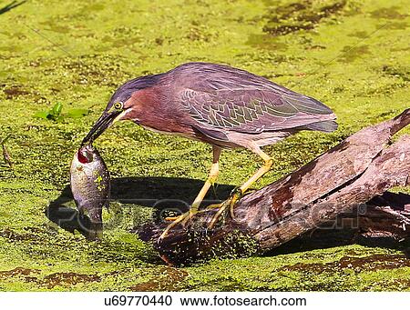 Stock Image - Green Heron. Fotosearch