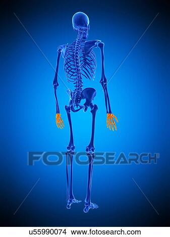 Hand bones, illustration View Large Photo Image Picture - Hand bones, illustration. Fotosearch