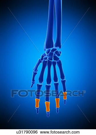 Stock Photograph - Hand bones, illustration. Fotosearch