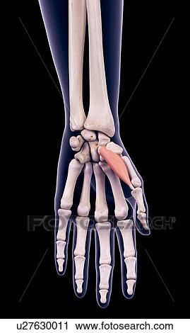 Hand muscle, illustration View Large Photo Image Stock Image - Hand muscle, illustration. Fotosearch