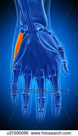 Hand muscle, illustration View Large Photo Image Stock Image - Hand muscle, illustration. Fotosearch