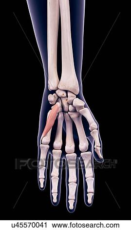 Hand muscle, illustration View Large Photo Image Stock Image - Hand muscle, illustration. Fotosearch