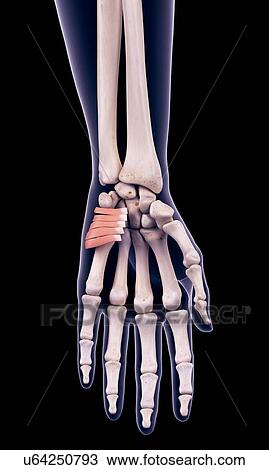 Stock Image - Hand muscle, illustration. Fotosearch