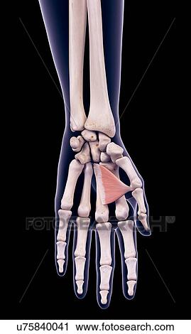 Hand muscle, illustration View Large Photo Image Stock Image - Hand muscle, illustration. Fotosearch