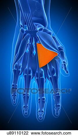 Stock Image - Hand muscle, illustration. Fotosearch