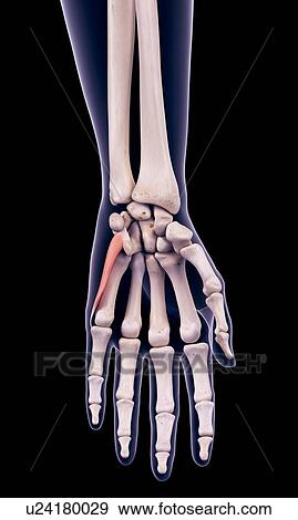 Stock Photo - Hand muscle, illustration. Fotosearch