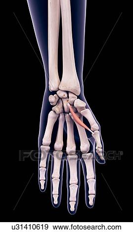 Stock Photo - Hand muscle, illustration. Fotosearch