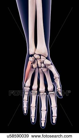 Stock Photo - Hand muscle, illustration. Fotosearch