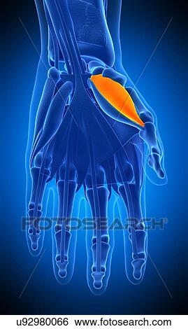 Hand muscle, illustration View Large Photo Image Stock Photograph - Hand muscle, illustration. Fotosearch