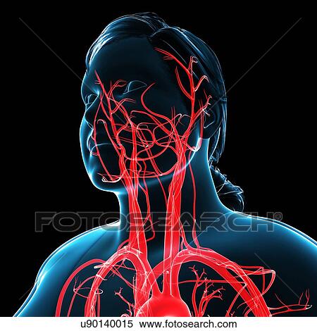 Stock Photography - Head and neck arteries, illustration. Fotosearch