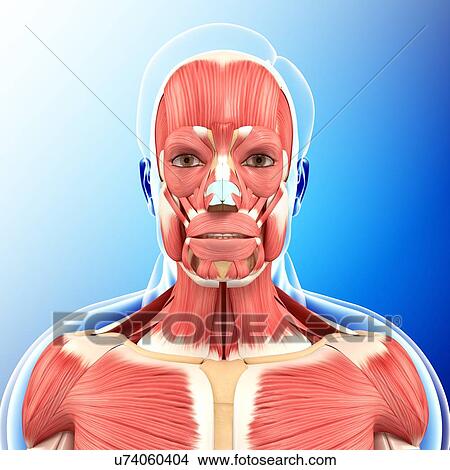 Picture - Head and neck muscles, illustration. Fotosearch
