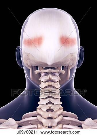 Head muscles, illustration View Large Photo Image Stock Image - Head muscles, illustration. Fotosearch
