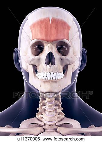 Stock Photograph - Head muscles, illustration. Fotosearch