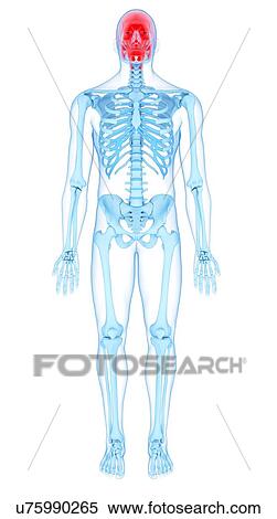 Stock Photography - Head muscles, illustration. Fotosearch