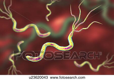 Helicobacter pylori bacteria, illustration View Large Photo Image Stock Image - Helicobacter pylori bacteria, illustration. Fotosearch