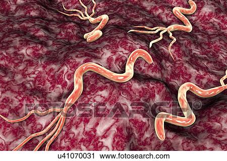 Helicobacter pylori bacteria, illustration View Large Photo Image Stock Image - Helicobacter pylori bacteria, illustration. Fotosearch