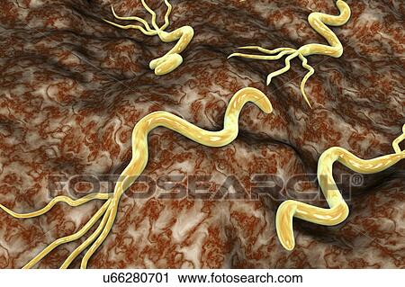 Stock Image - Helicobacter pylori bacteria, illustration. Fotosearch