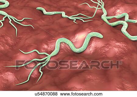 Stock Photo - Helicobacter pylori bacteria, illustration. Fotosearch