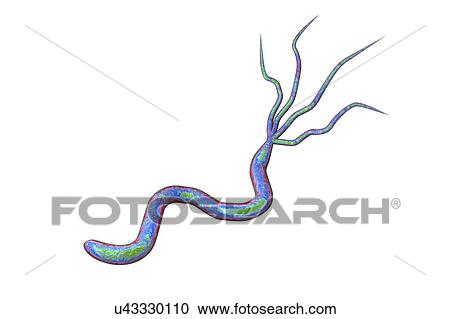 Helicobacter pylori bacterium, illustration View Large Photo Image Stock Image - Helicobacter pylori bacterium, illustration. Fotosearch