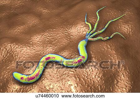 Helicobacter pylori bacterium, illustration View Large Photo Image Stock Image - Helicobacter pylori bacterium, illustration. Fotosearch