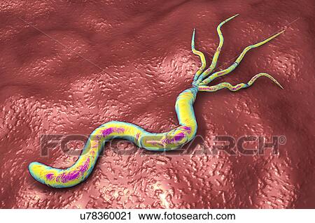Helicobacter pylori bacterium, illustration View Large Photo Image Stock Image - Helicobacter pylori bacterium, illustration. Fotosearch