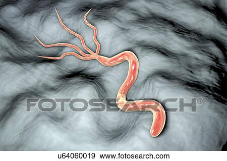 Stock Photo - Helicobacter pylori bacterium, illustration. Fotosearch