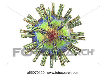 Stock Image - Herpes simplex virus, illustration. Fotosearch