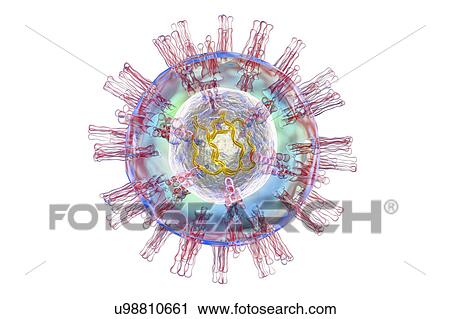 Stock Image - Herpes simplex virus, illustration. Fotosearch