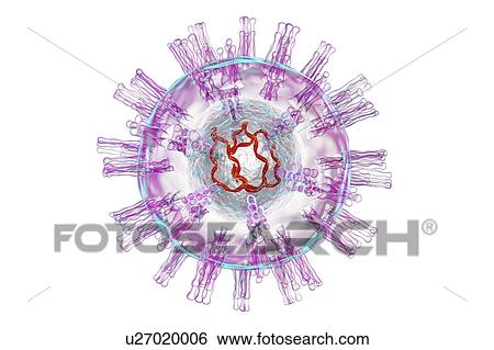 Stock Photograph - Herpes simplex virus, illustration. Fotosearch