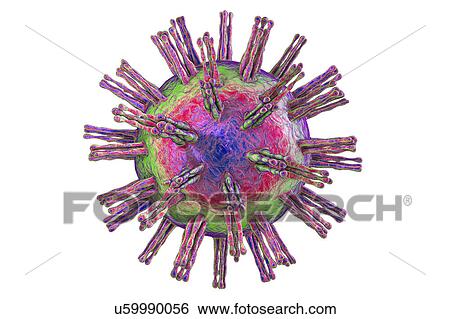 Stock Photograph - Herpes simplex virus, illustration. Fotosearch