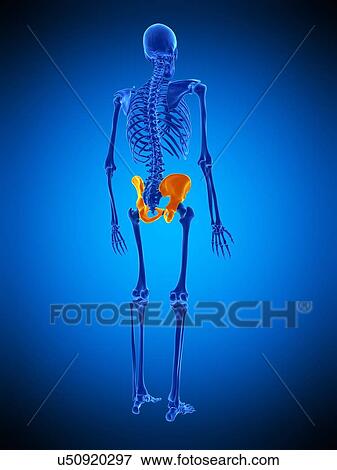 Stock Photo - Hip bones, illustration. Fotosearch