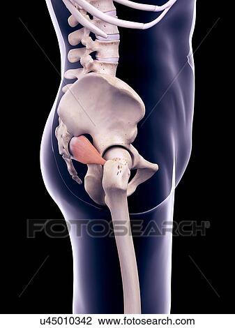 Hip muscle, illustration View Large Photo Image Stock Image - Hip muscle, illustration. Fotosearch