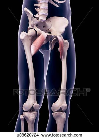 Hip muscles, illustration View Large Photo Image Picture - Hip muscles, illustration. Fotosearch