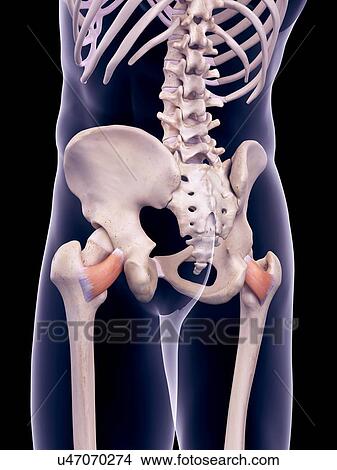 Hip muscles, illustration View Large Photo Image Picture - Hip muscles, illustration. Fotosearch