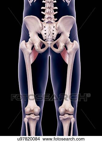 Hip muscles, illustration View Large Photo Image Picture - Hip muscles, illustration. Fotosearch