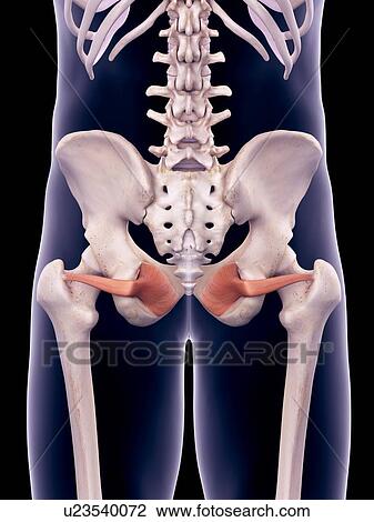 Hip muscles, illustration View Large Photo Image Stock Image - Hip muscles, illustration. Fotosearch